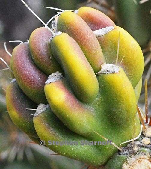 cylindropuntia viridiflora 3 graphic